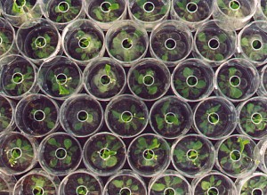 propogation
