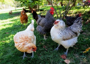 group-of-chickens-1024x735