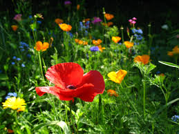 wildflowers